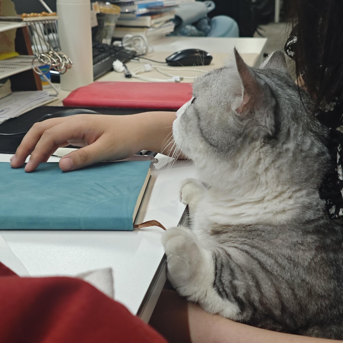 мясников денис tweet media