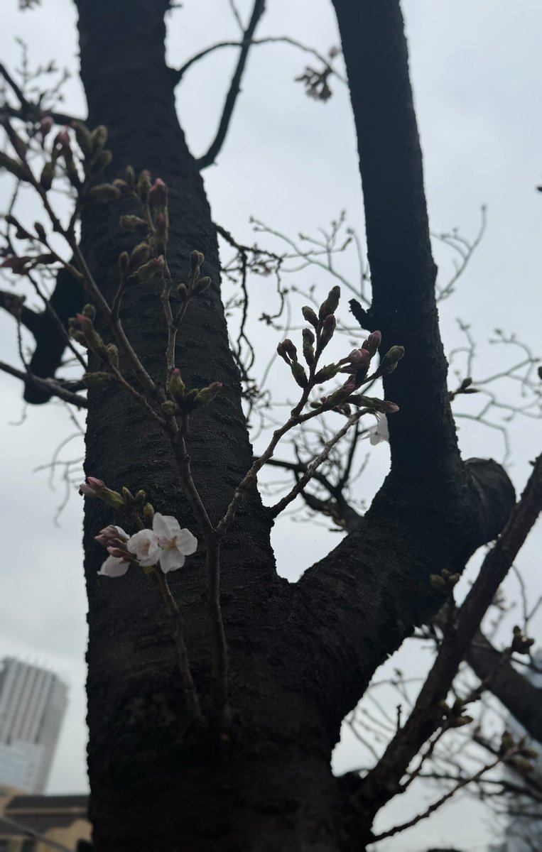 高木里代子 tweet media