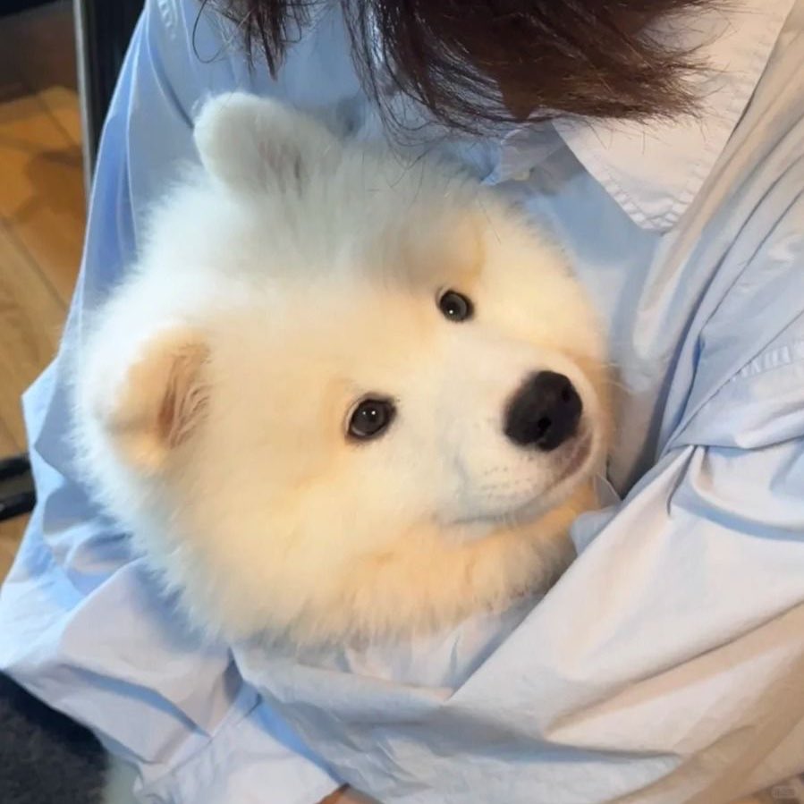 colorful tweet media