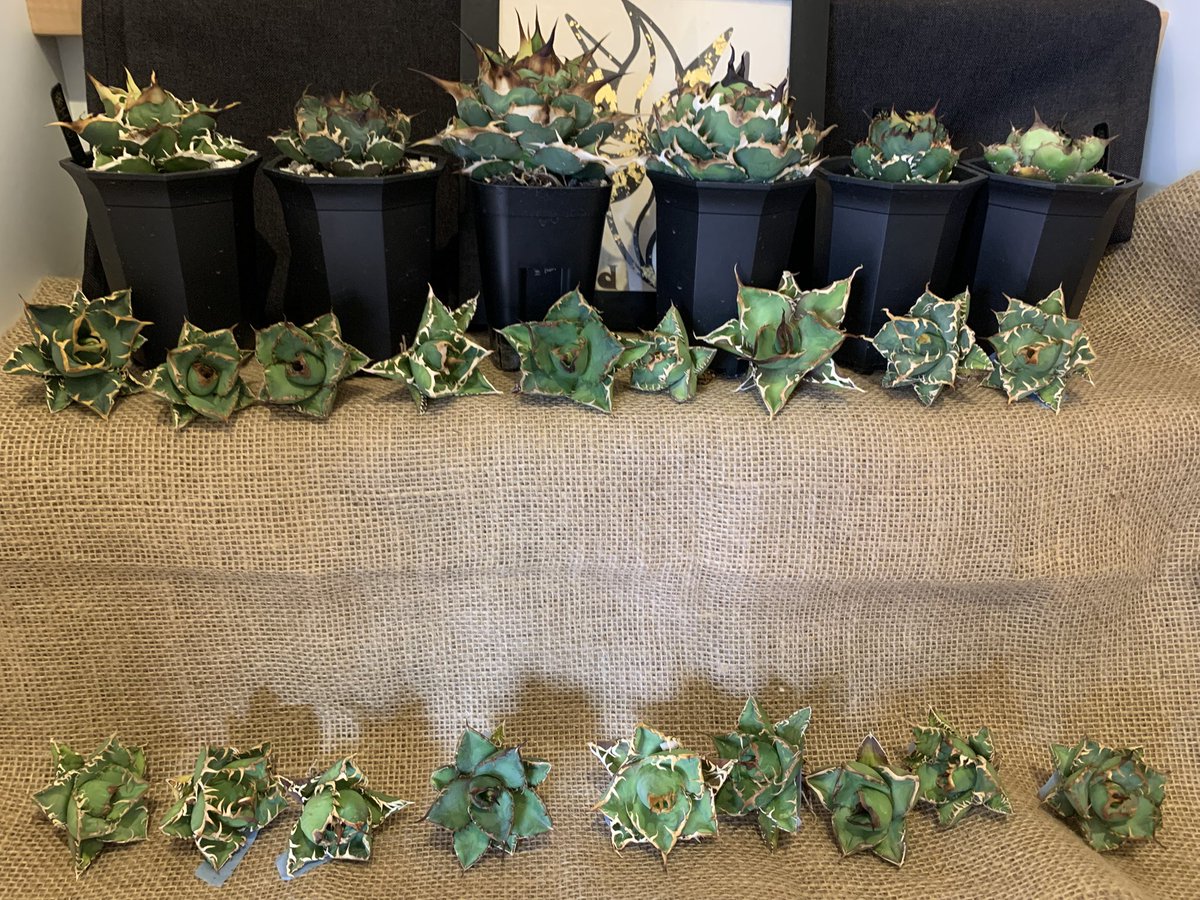 グッド多肉（goodtaniku） tweet media