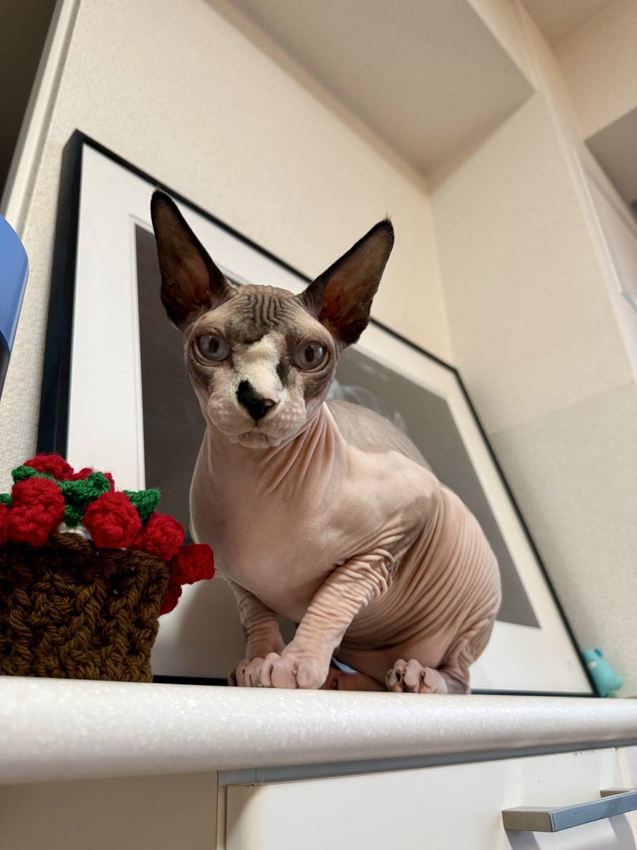 つばさ舞❤️🔥 tweet media