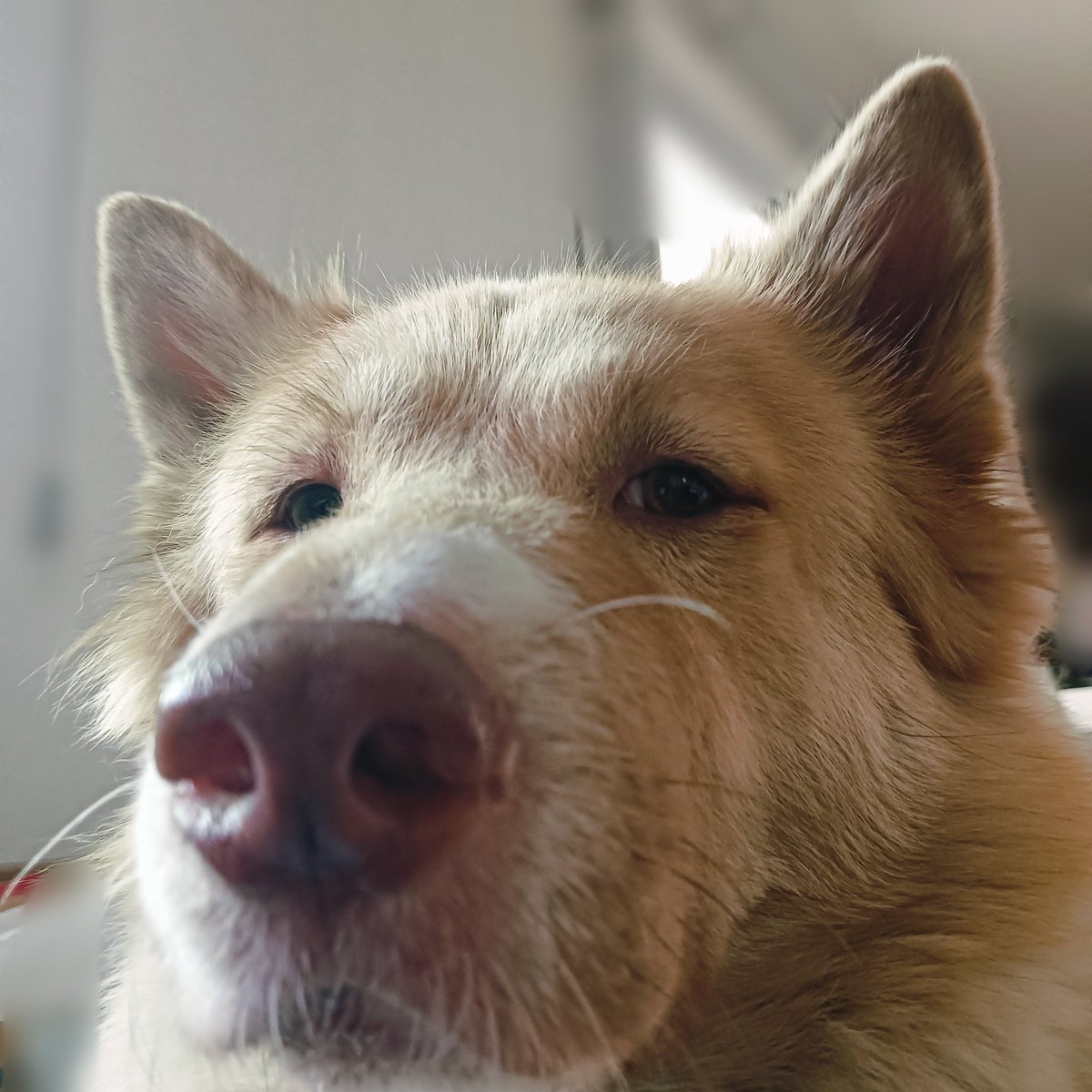 เขาอยากดูบางแก้วหัวล้านนี่อะเรอะ  ไม่ใช่หมาพันธุ์เก๋ ๆ ไม่ได้หน้าตาพิเศษเลยทุกท่าน เป็นหมาอ้วนที่โดนเด็กแถวบ้านเรียกว่าแหนมหมู เพราะพุ่งมันเป็นสีชมพูแค่นั้น และชอบทำหน้าตัดสินทุกอย่างบนโลก