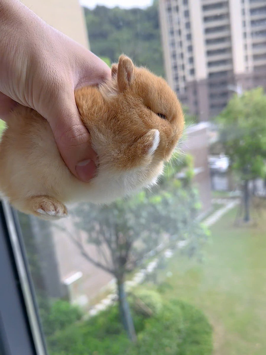 Why you should have a rabbit tweet media