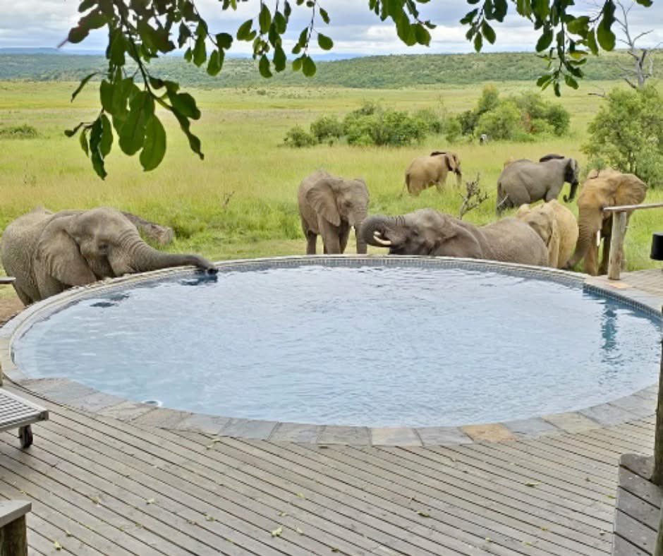 NambitiReserve's tweet photo. DID YOU KNOW? At Nambiti Plains, your safari comes with a choice.

Go Full Board or Fully Inclusive—both include luxury accommodation, two daily game drives, all meals &amp; high tea, plus thoughtful extras.

More info: https://t.co/bDNz0wYTtw

#NambitiReserve #Nambiti #SouthAfrica https://t.co/j8s5VcFmyf