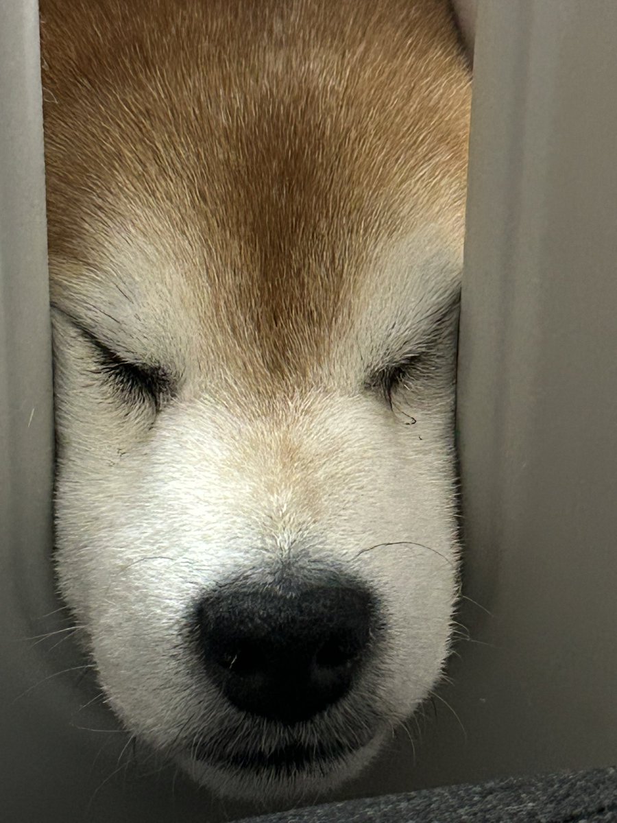 ❄︎赤柴いち❄︎ tweet media