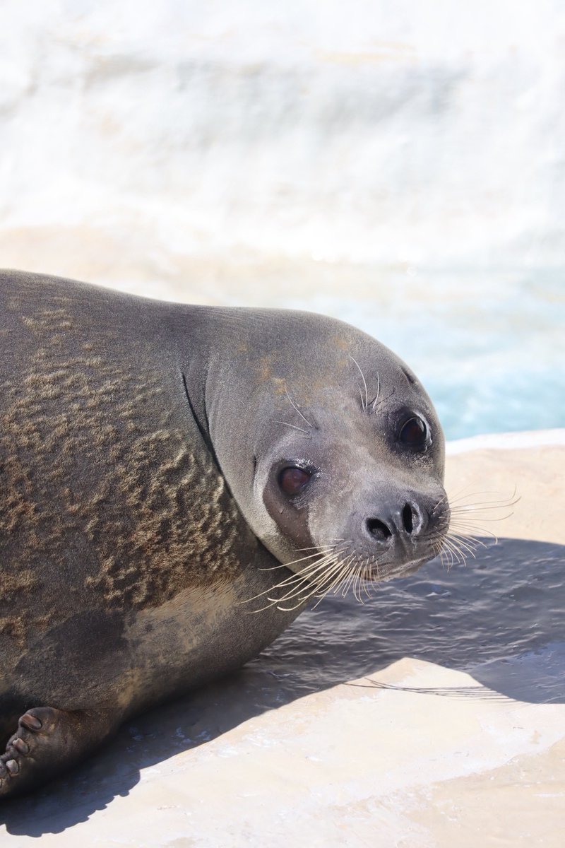 越前松島水族館 tweet media
