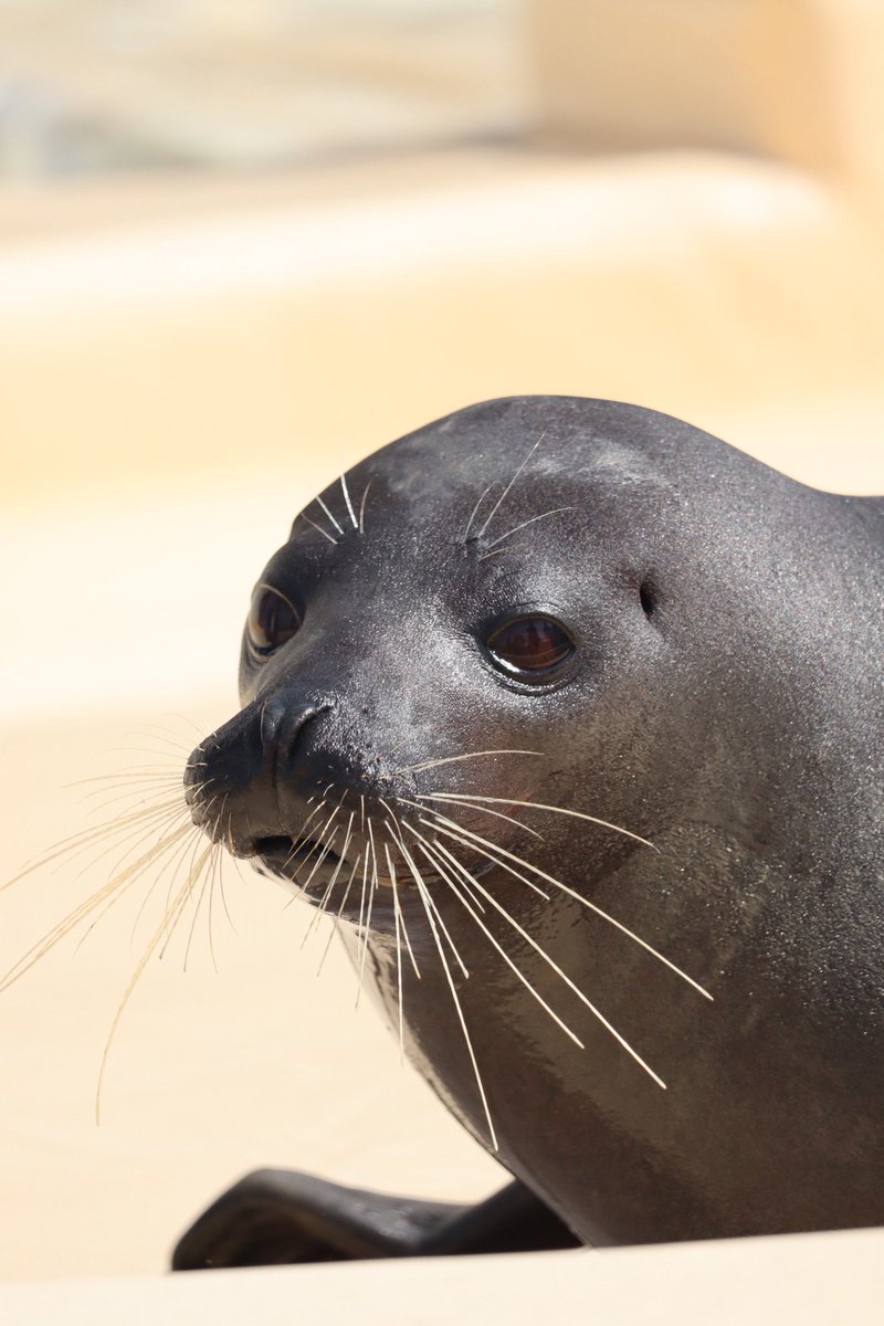 越前松島水族館 tweet media