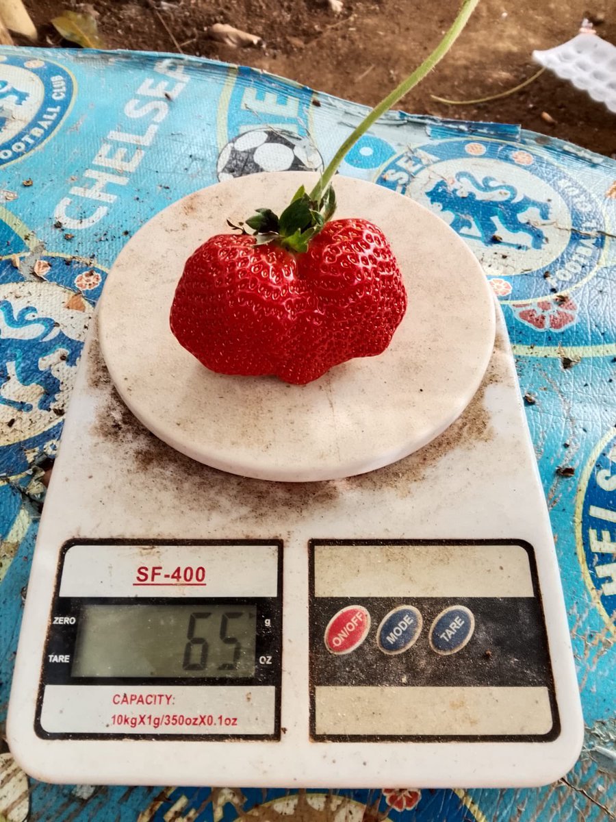 GN Aardbeien tweet media