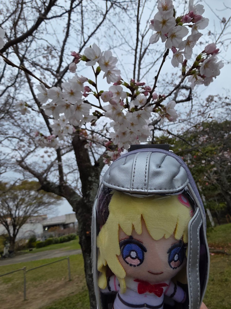 まんじゅう🐏WD,TW🐏 tweet media