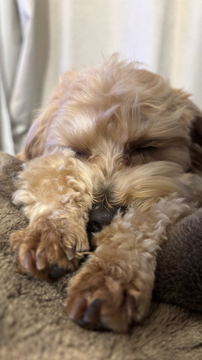 しょぼすけ / ShoboSuke tweet media