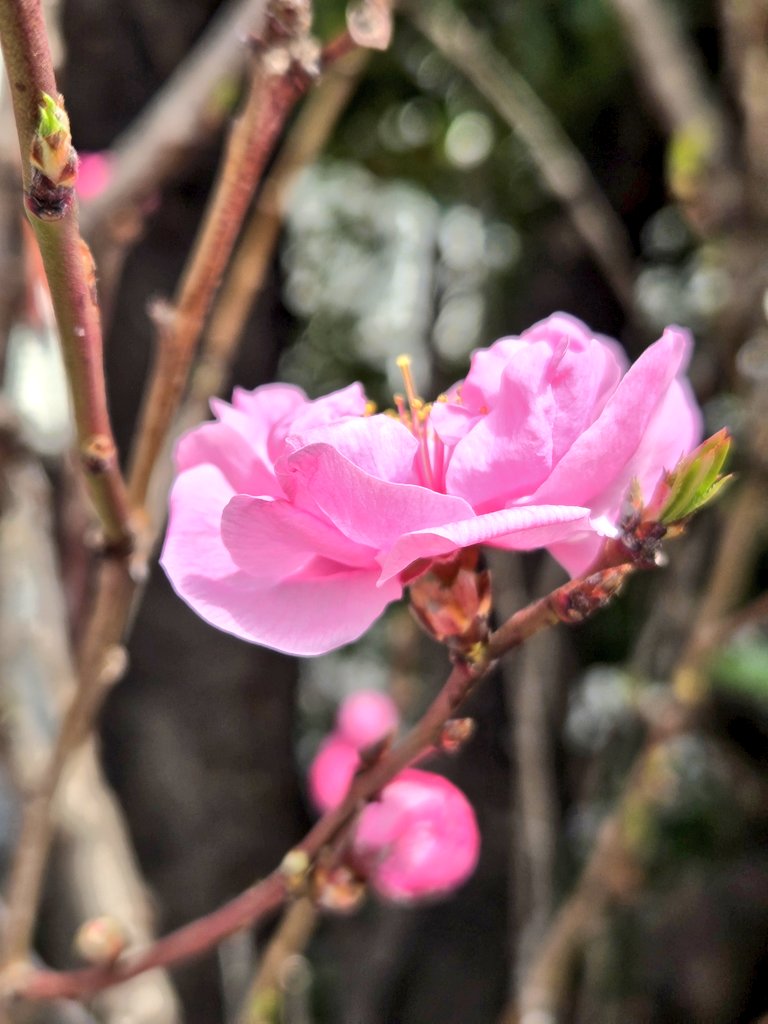 優しさに触れて☘︎゜

可愛いﾊﾅﾓﾓ🍑✨

☔が降ってきました
暖かくして
お過ごしくださいꕤ𓏸𓈒

今日もお疲れ様でした…
(꜆*ˊᵕˋ)꜆🍵