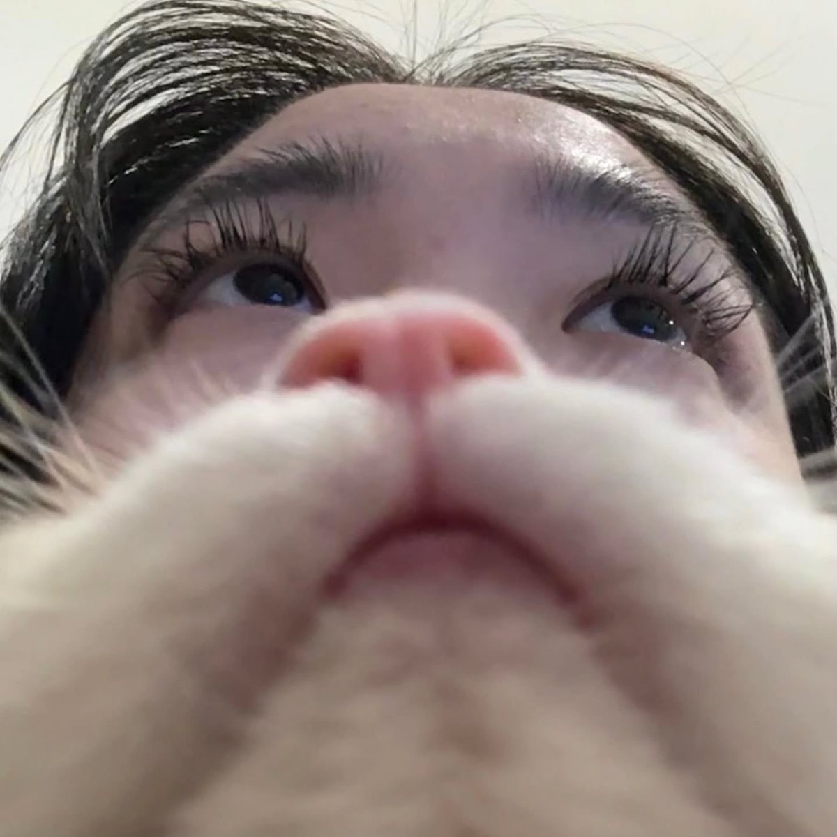 The Cats 𝕏 tweet media