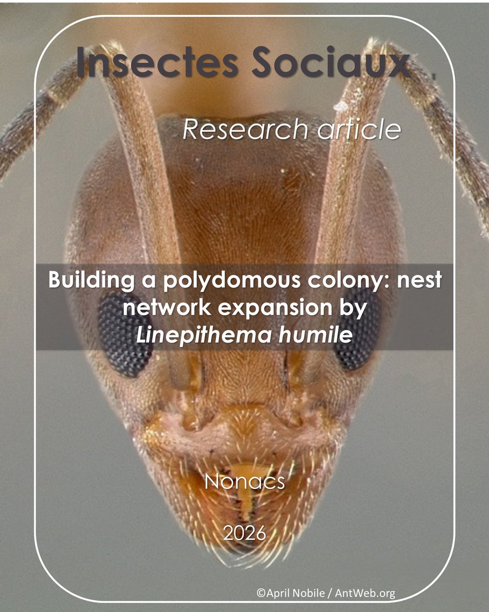 InsSociaux's tweet photo. New research article! 📰
Nonacs tracks how Argentine ants spread from a single nest into a multi‑nest network 🧩
🔗 https://t.co/jkcY0oa7sv
#SocialInsects #InvasionBiology #CollectiveForaging #SpatialNetworks #BehaviouralEcology https://t.co/0upDO6tS6h