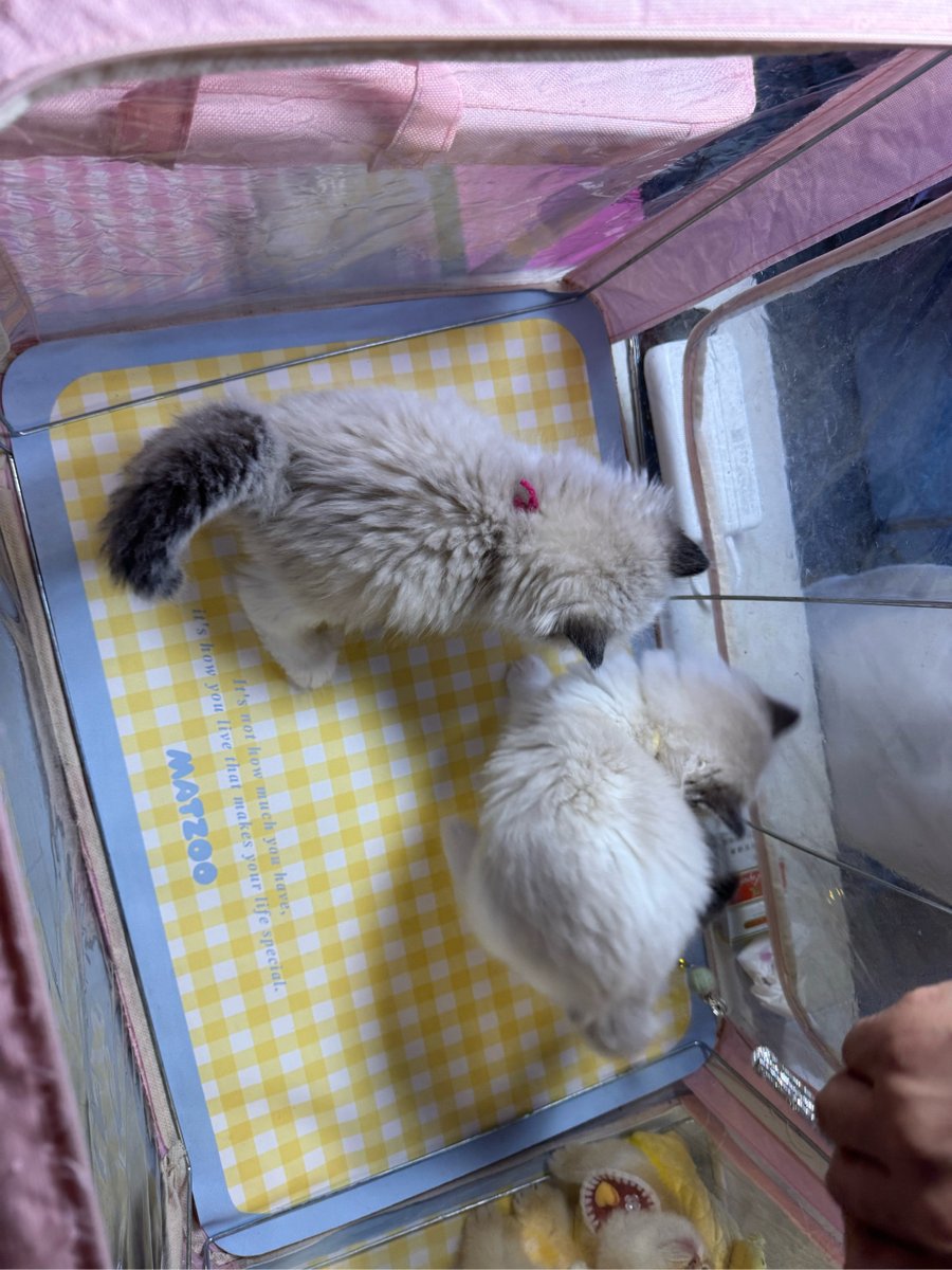 betka skvarkova tweet media