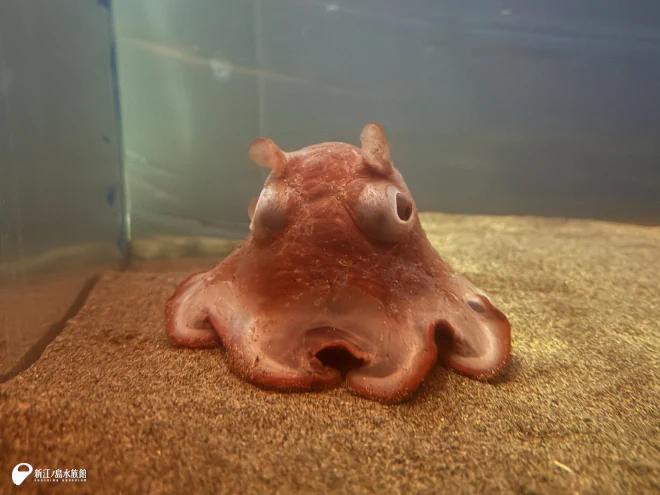 メンダコいっぱい(10匹前後)☆小瓶 新江ノ島水族館 on X: 