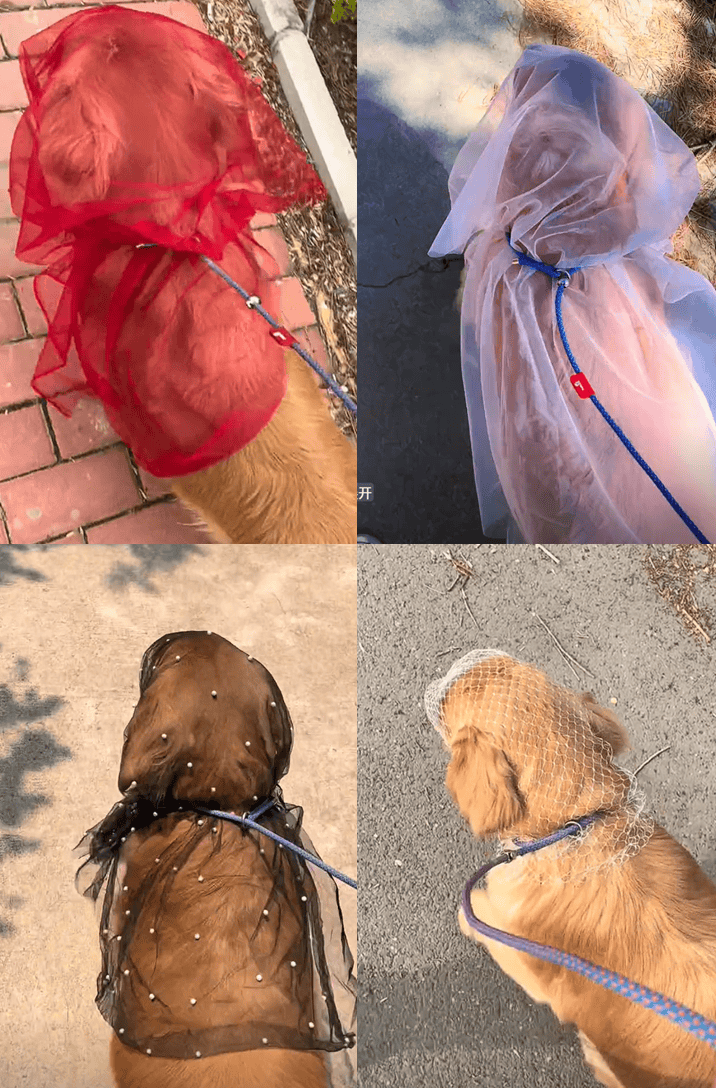 Carolina Reolon tweet media