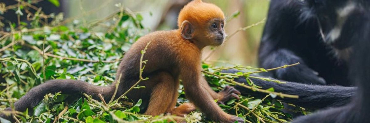 barnabas tweet media