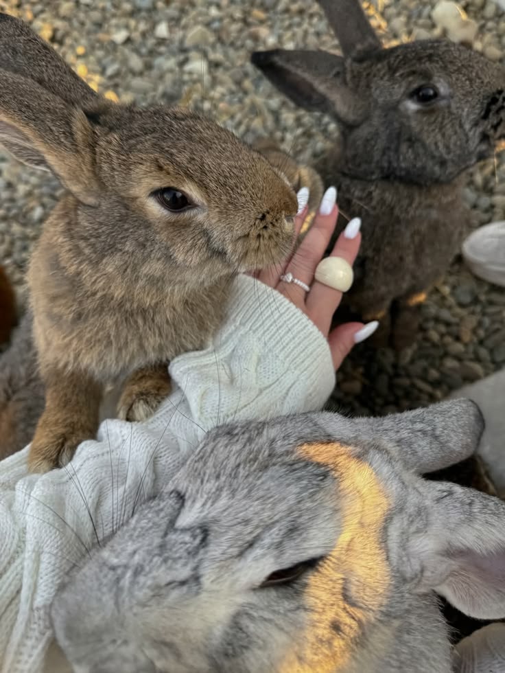 Tweet of Animals tweet media