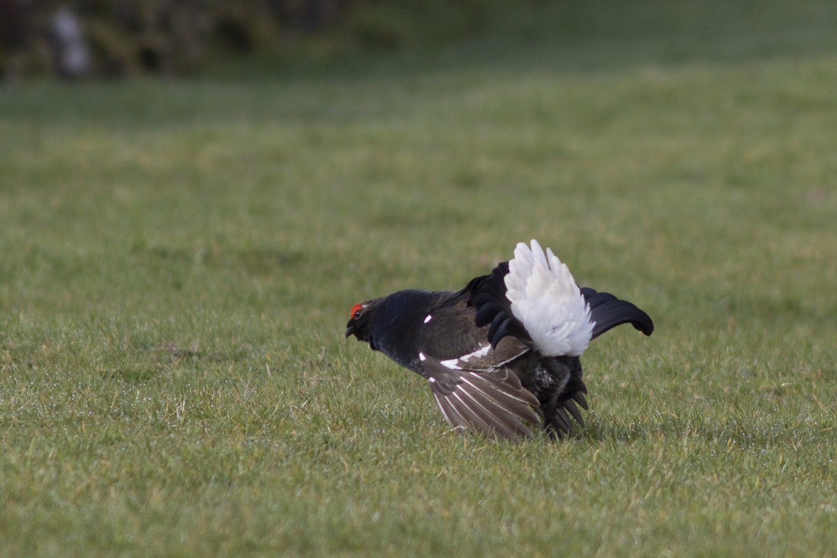 Old Dairy Swaledale tweet media