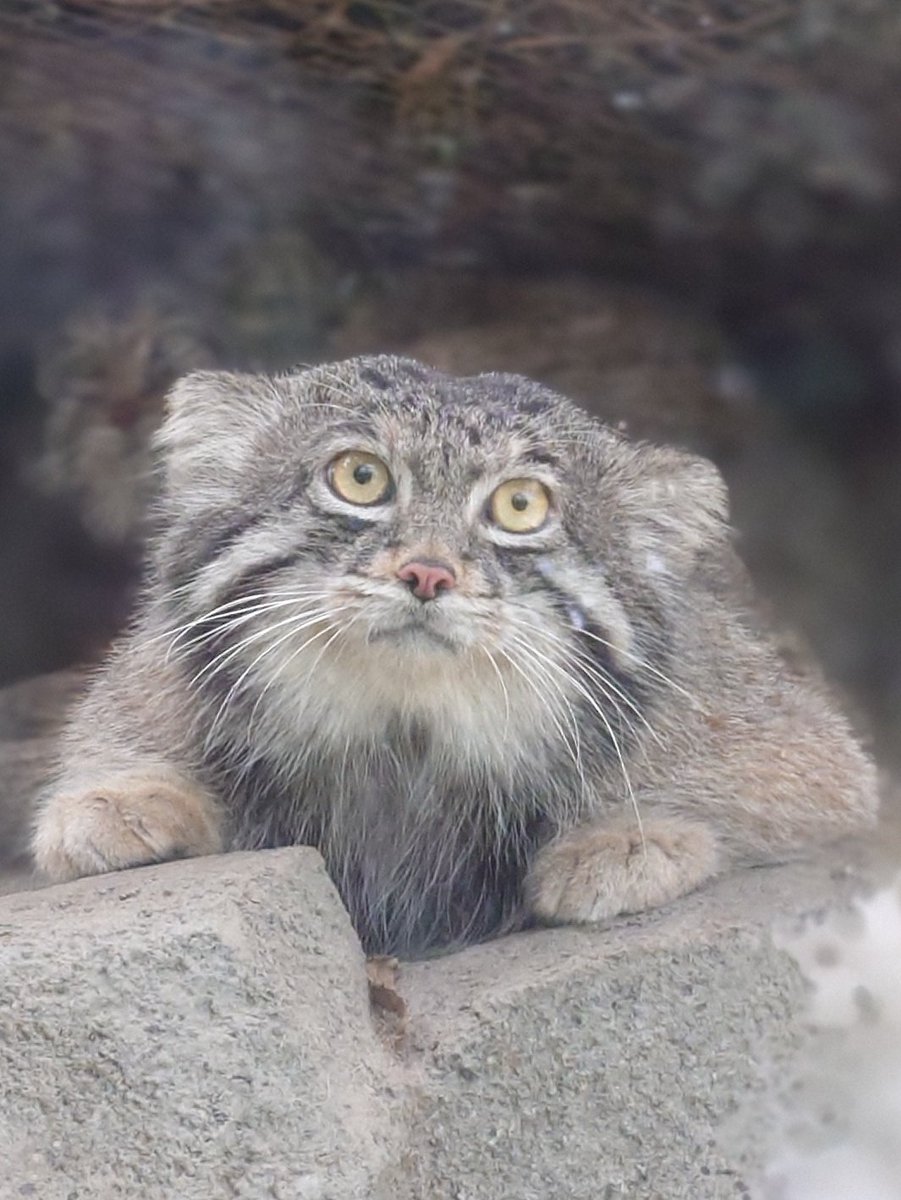 たまごろう tweet media