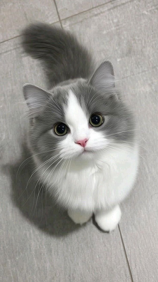 Cats for Happiness. tweet media
