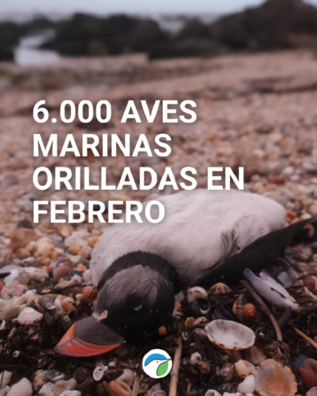 SEO_BirdLife's tweet photo. ❌El mayor evento de mortalidad masiva de aves marinas en la última década en España. 

Las borrascas del mes de febrero han dejado más de 6.000 aves orilladas siendo el frailecillo atlántico el más afectado. 

Te lo contamos 👉https://t.co/KGhwQSH40b https://t.co/d08EmJYPeH