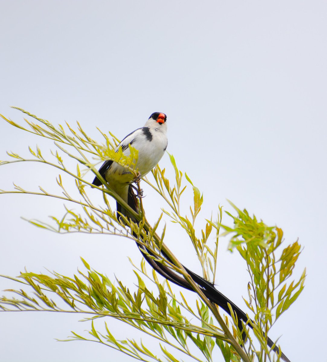 Birds Of Kenya 🇰🇪 tweet media