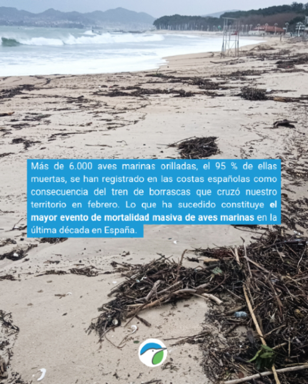 SEO_BirdLife's tweet photo. ❌El mayor evento de mortalidad masiva de aves marinas en la última década en España. 

Las borrascas del mes de febrero han dejado más de 6.000 aves orilladas siendo el frailecillo atlántico el más afectado. 

Te lo contamos 👉https://t.co/KGhwQSH40b https://t.co/d08EmJYPeH