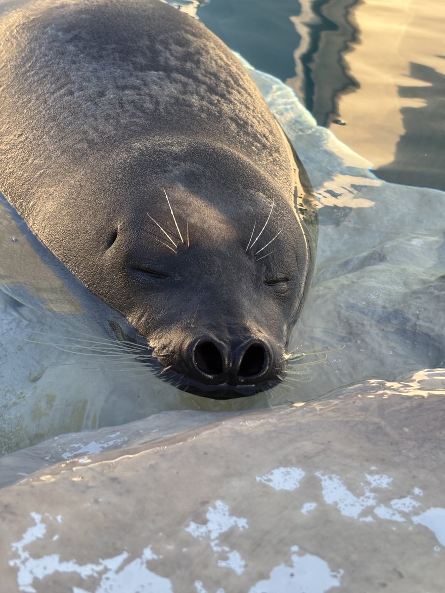 越前松島水族館 tweet media