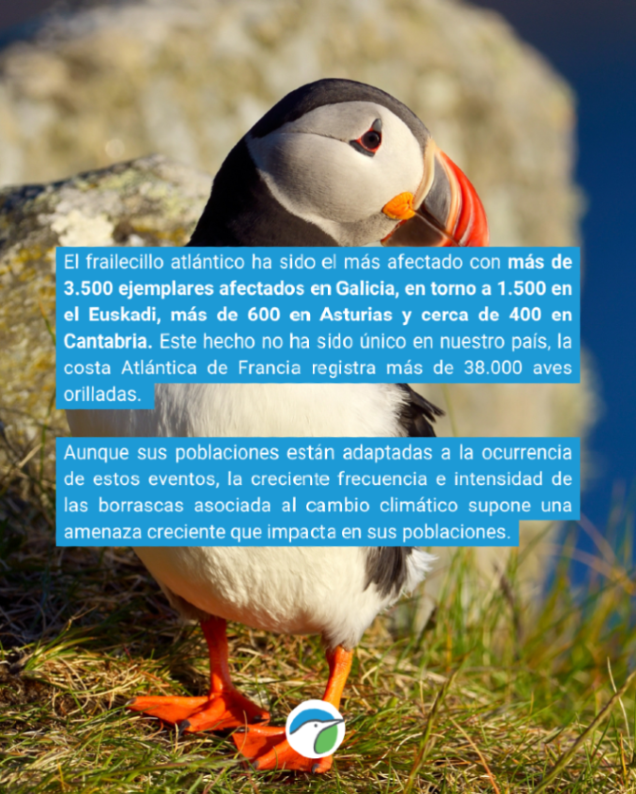 SEO_BirdLife's tweet photo. ❌El mayor evento de mortalidad masiva de aves marinas en la última década en España. 

Las borrascas del mes de febrero han dejado más de 6.000 aves orilladas siendo el frailecillo atlántico el más afectado. 

Te lo contamos 👉https://t.co/KGhwQSH40b https://t.co/d08EmJYPeH