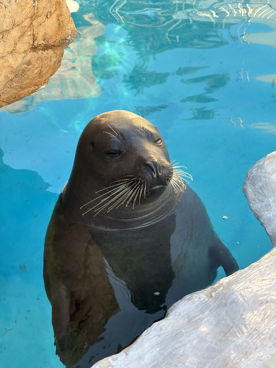 越前松島水族館 tweet media