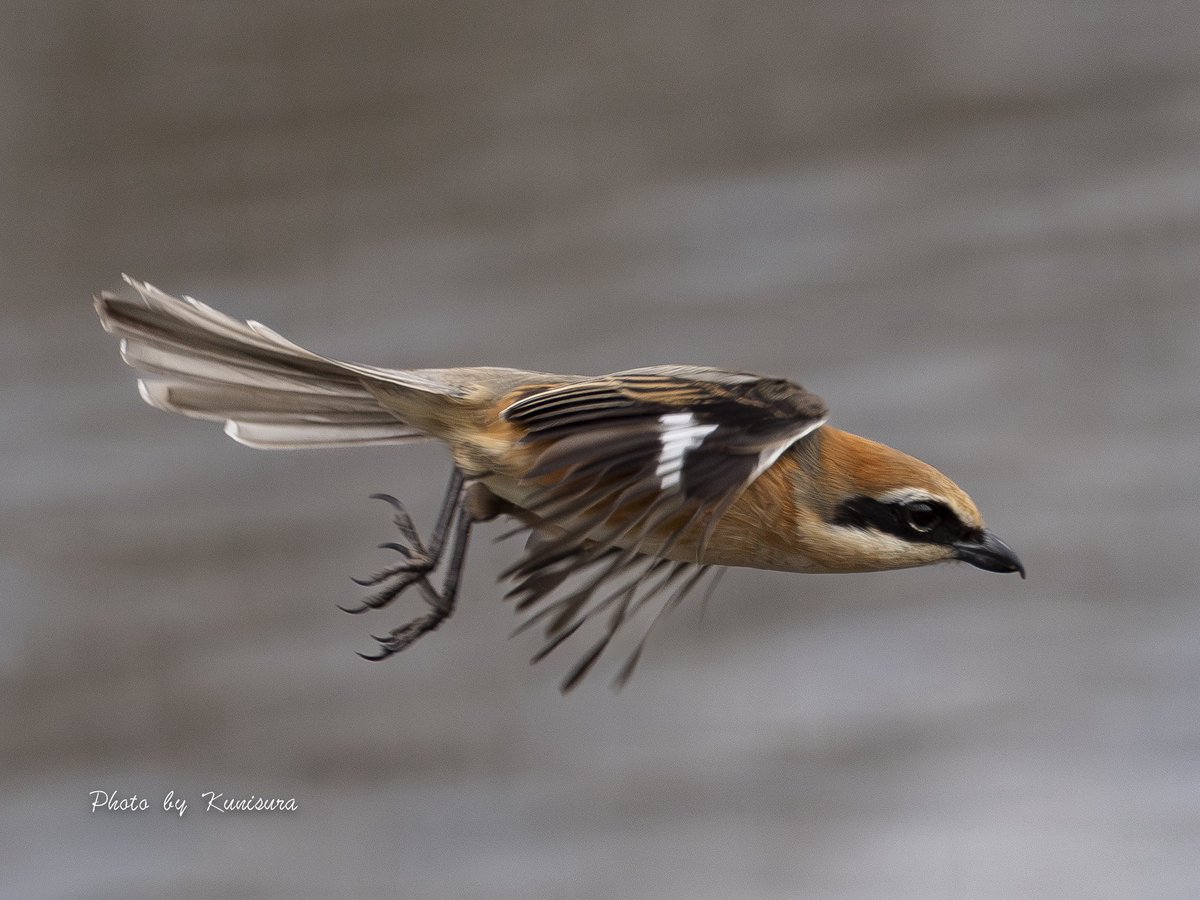 くにすら tweet media