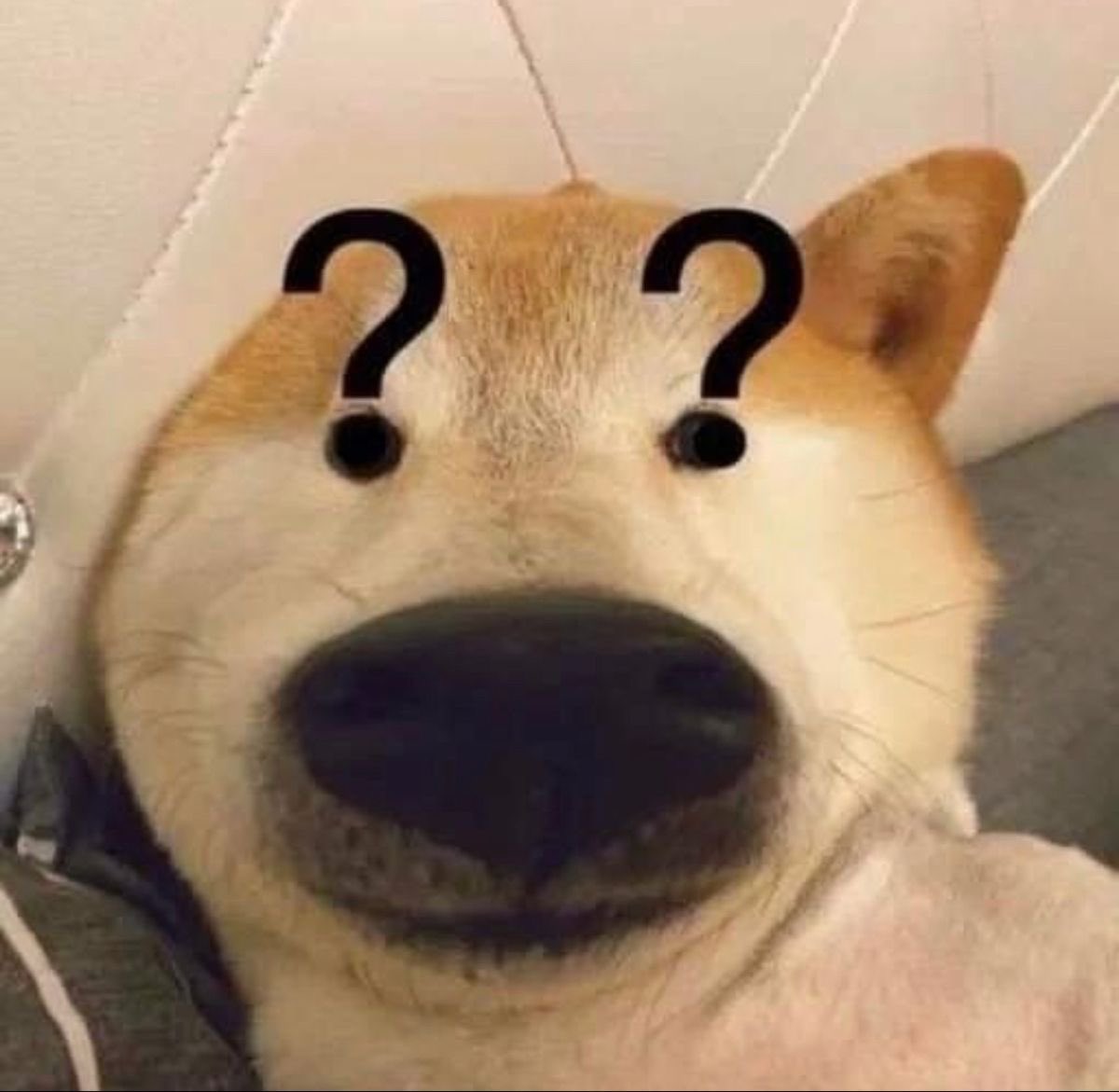 햄티기 tweet media