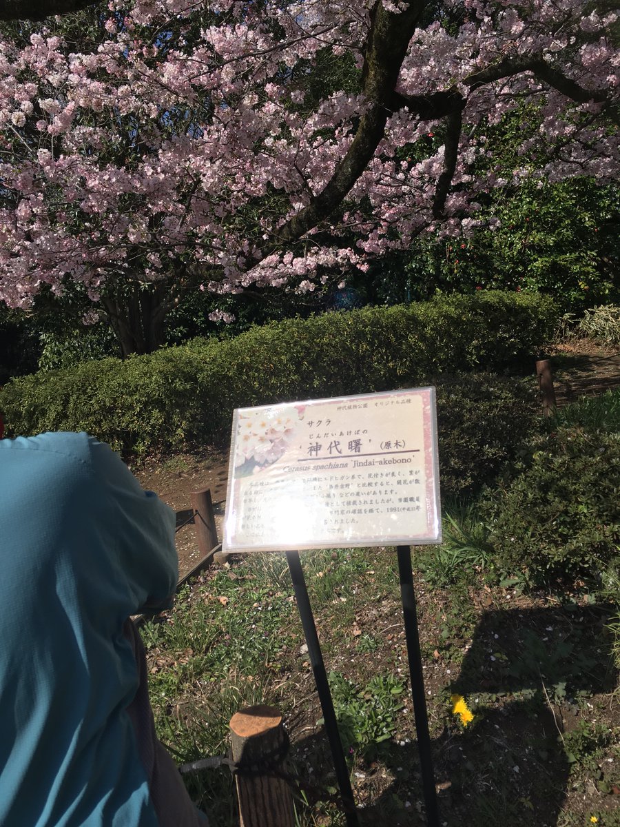 ひし美ゆり子 tweet media