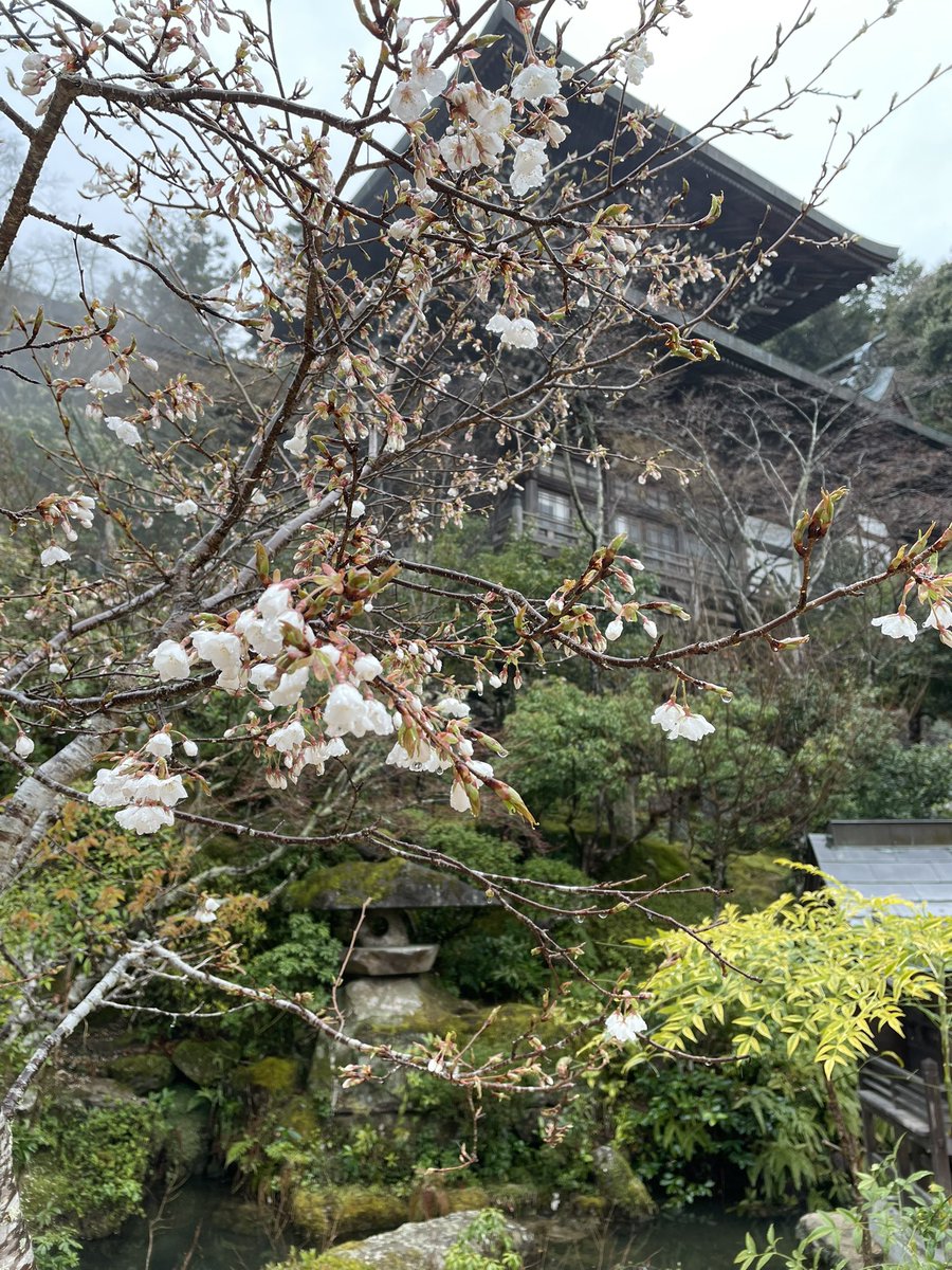 ハットグ tweet media