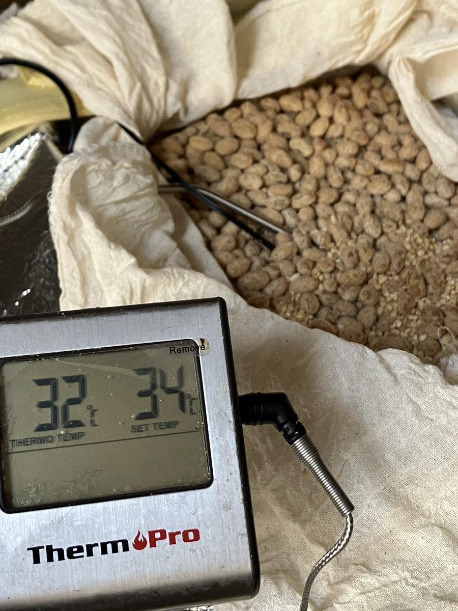 Hasu no hana tweet media