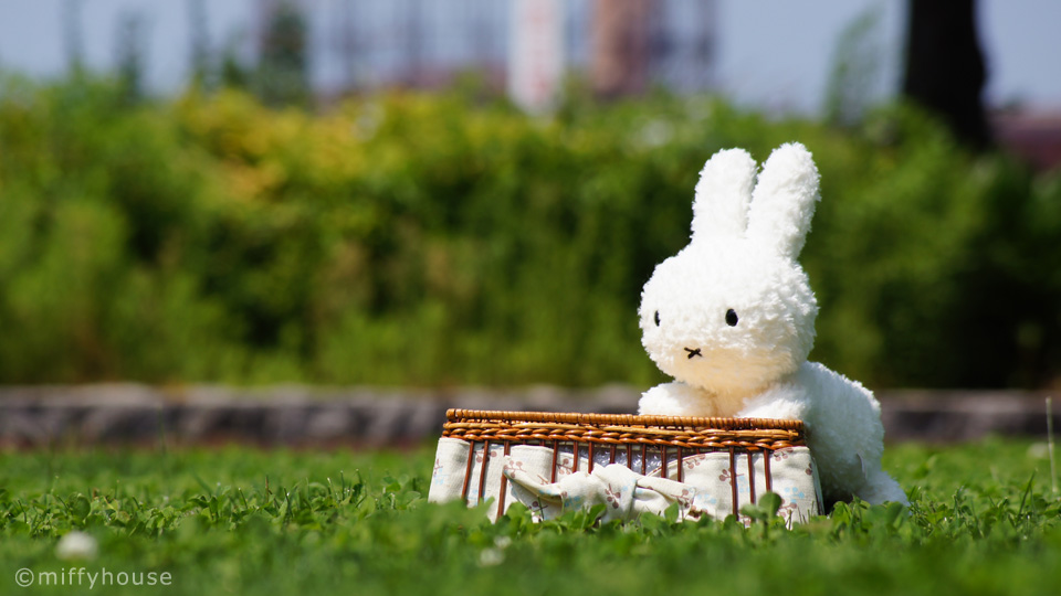 miffyhouse-ミッフィー専門店 tweet media