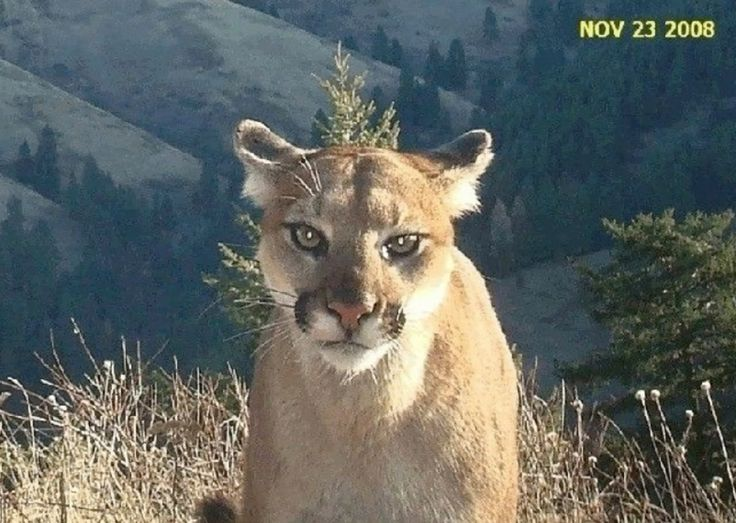 woof "pronouns" woofington tweet media