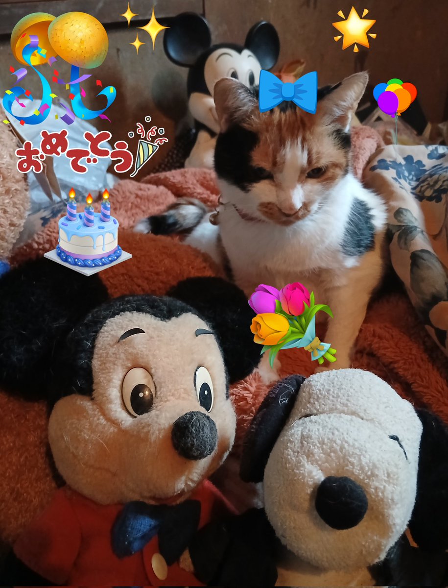 加藤三美子(みみこ) tweet media