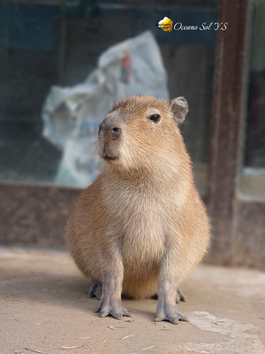カピバラさん カピバラさん