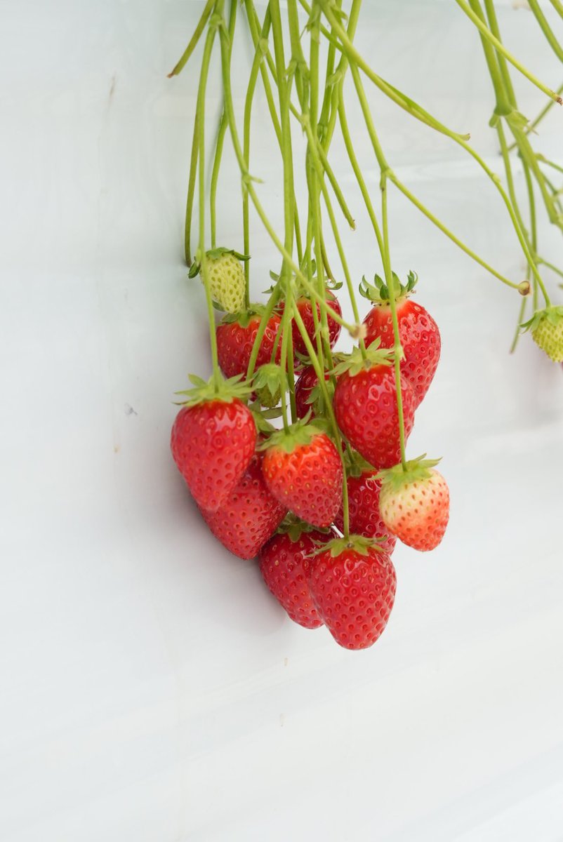 秦野市 tweet media