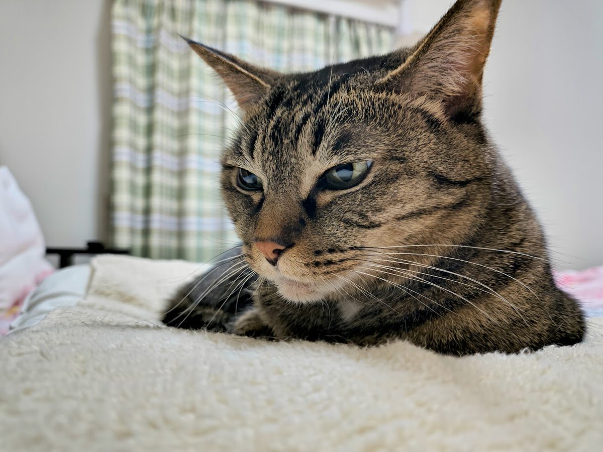 夜更かしの猫好き🐾🐾 tweet media