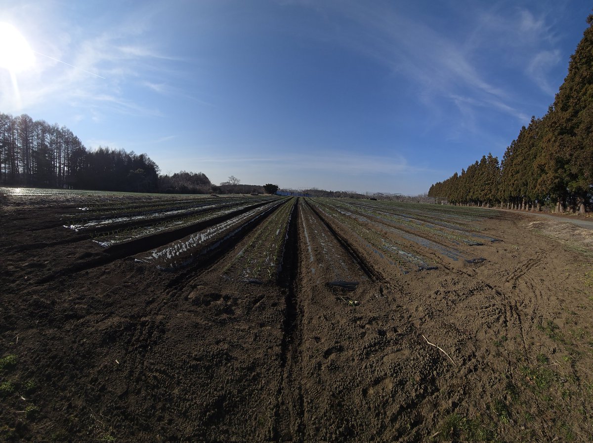 ヴァンラーレ八戸農業部🧄 tweet media