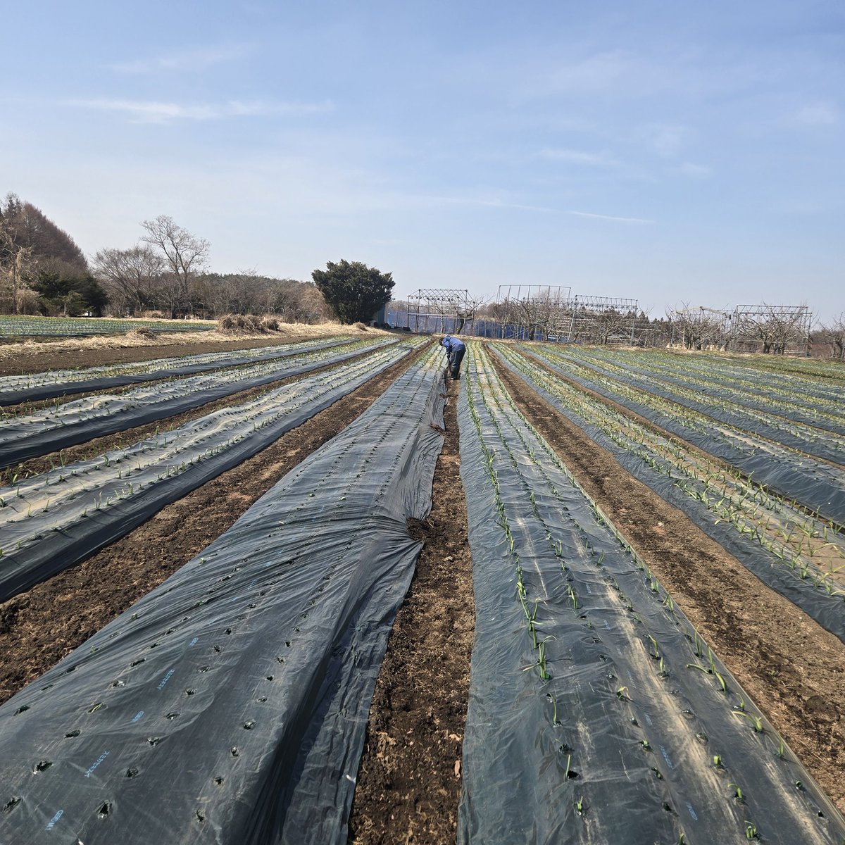 ヴァンラーレ八戸農業部🧄 tweet media