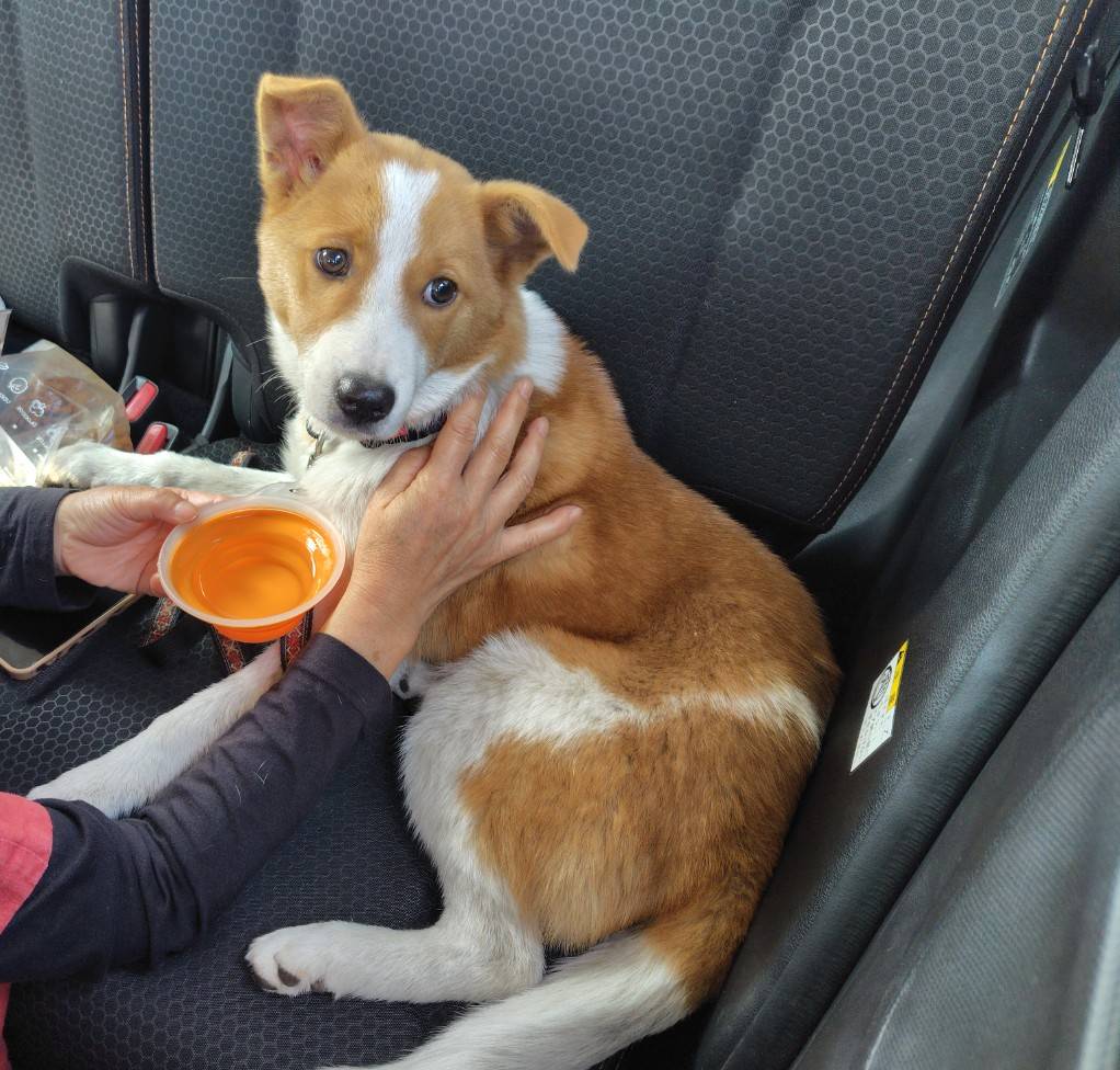 3/22に逸走した塩釜市のロナ
先ほど無事に見つかりました😭
たくさんのご協力ありがとうございました