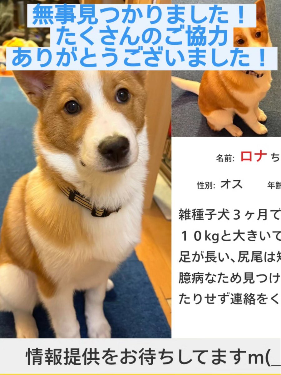 松島町迷子犬捜索 tweet media