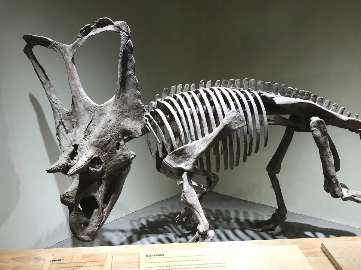 ケラトプスユウタ tweet media