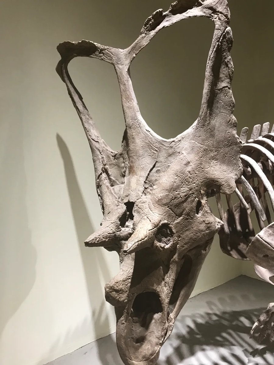 ケラトプスユウタ tweet media