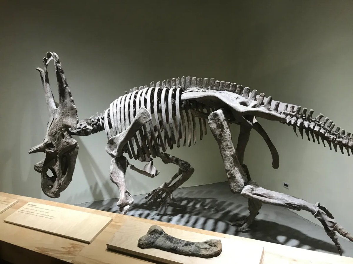 ケラトプスユウタ tweet media