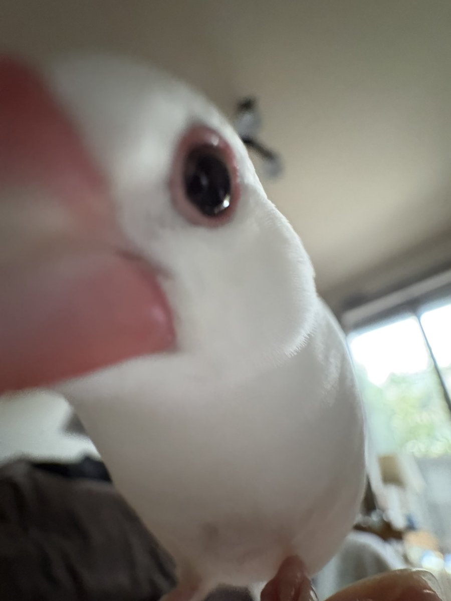 ふくとむく tweet media